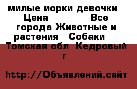 милые иорки девочки › Цена ­ 15 000 - Все города Животные и растения » Собаки   . Томская обл.,Кедровый г.